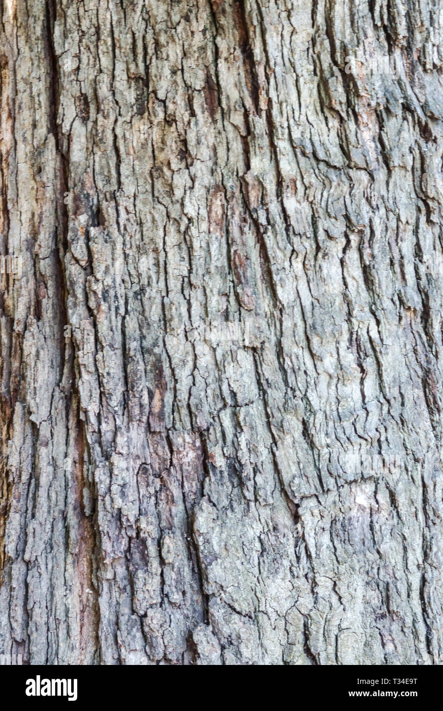 Mexican White Oak, Quercus polymorpha, Baumrinde Textur, Baumstamm Stockfoto