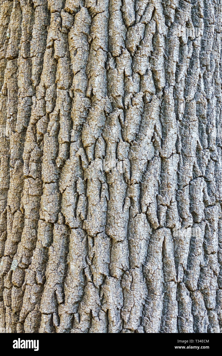 Fraxinus angustifolia, Baumrinde Textur, Baumstamm Stockfoto