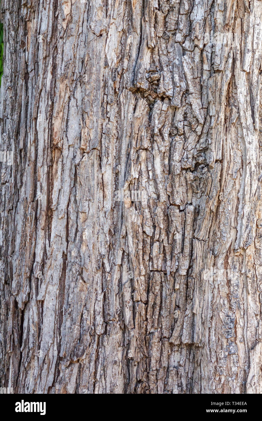 Berg-ulme, Ulmus glabra, Baumrinde Textur, Baumstamm Stockfoto