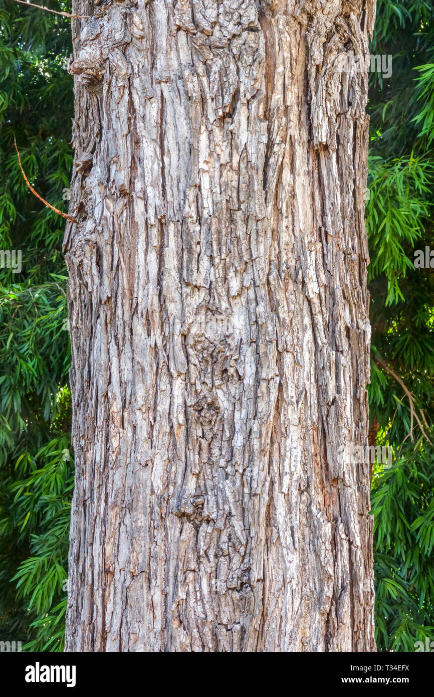 Wych Elm, Ulmus glabra Stamm Baumrindenstruktur, Baumstamm Stockfoto
