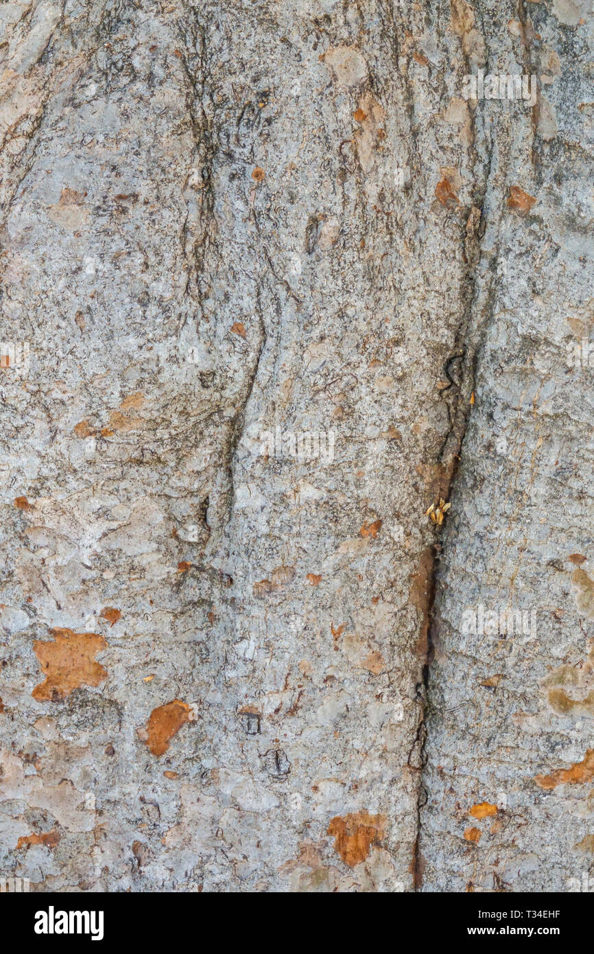 Mispeln, Eriobotrya japonica, Baumrinde Textur, Baumstamm Stockfoto