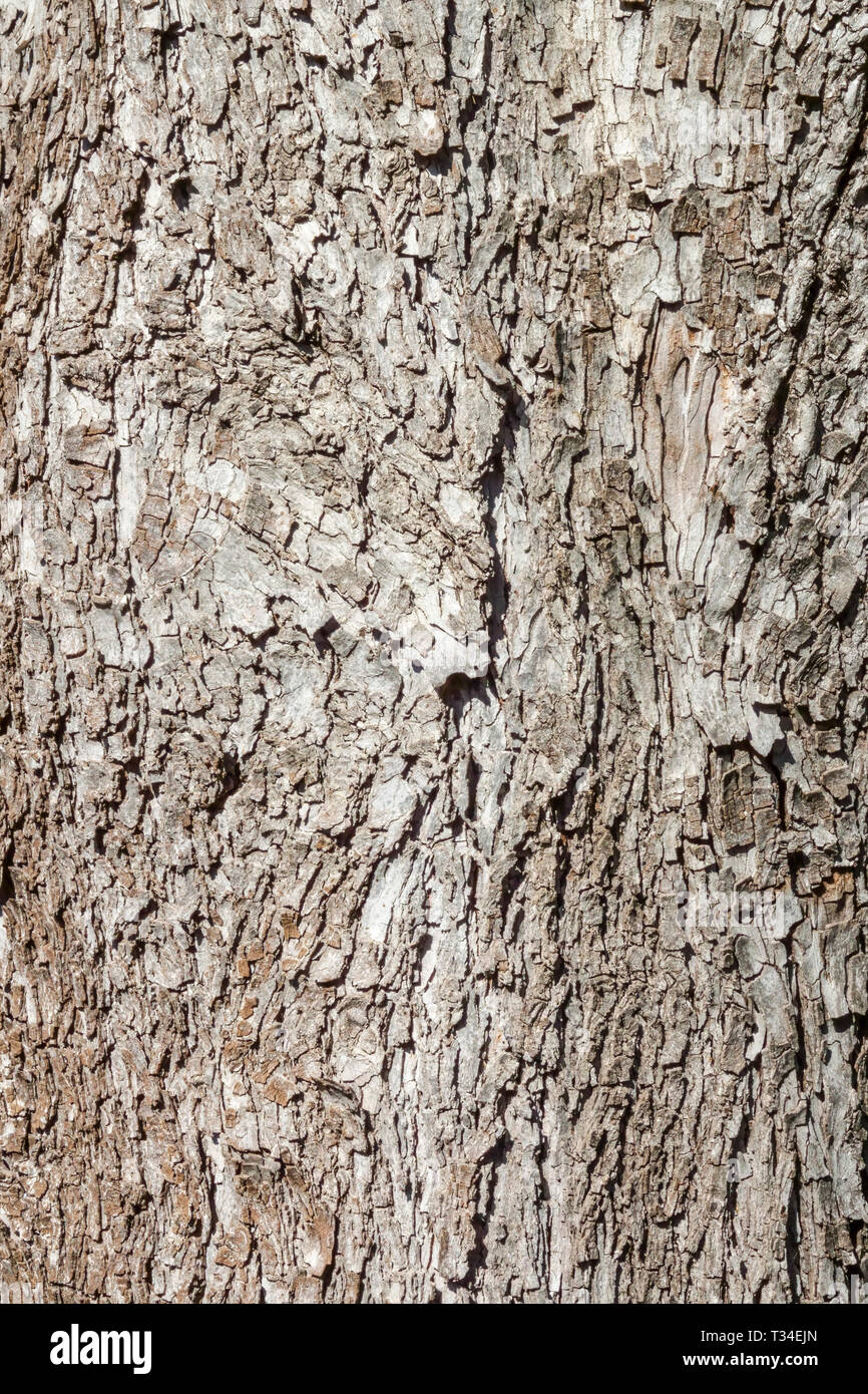 Shagbark Hickory, Carya ovata, Baumrinde Textur, Baumstamm Stockfoto