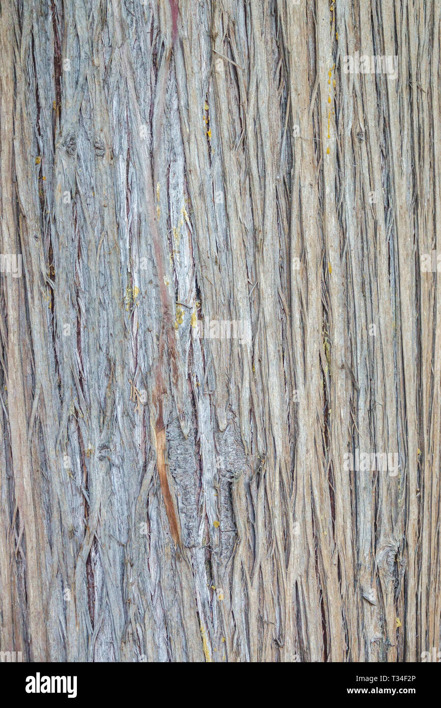 Monterey Zypressen, Cupressus macrocarpa, Baumrinde Textur, Baumstamm Stockfoto