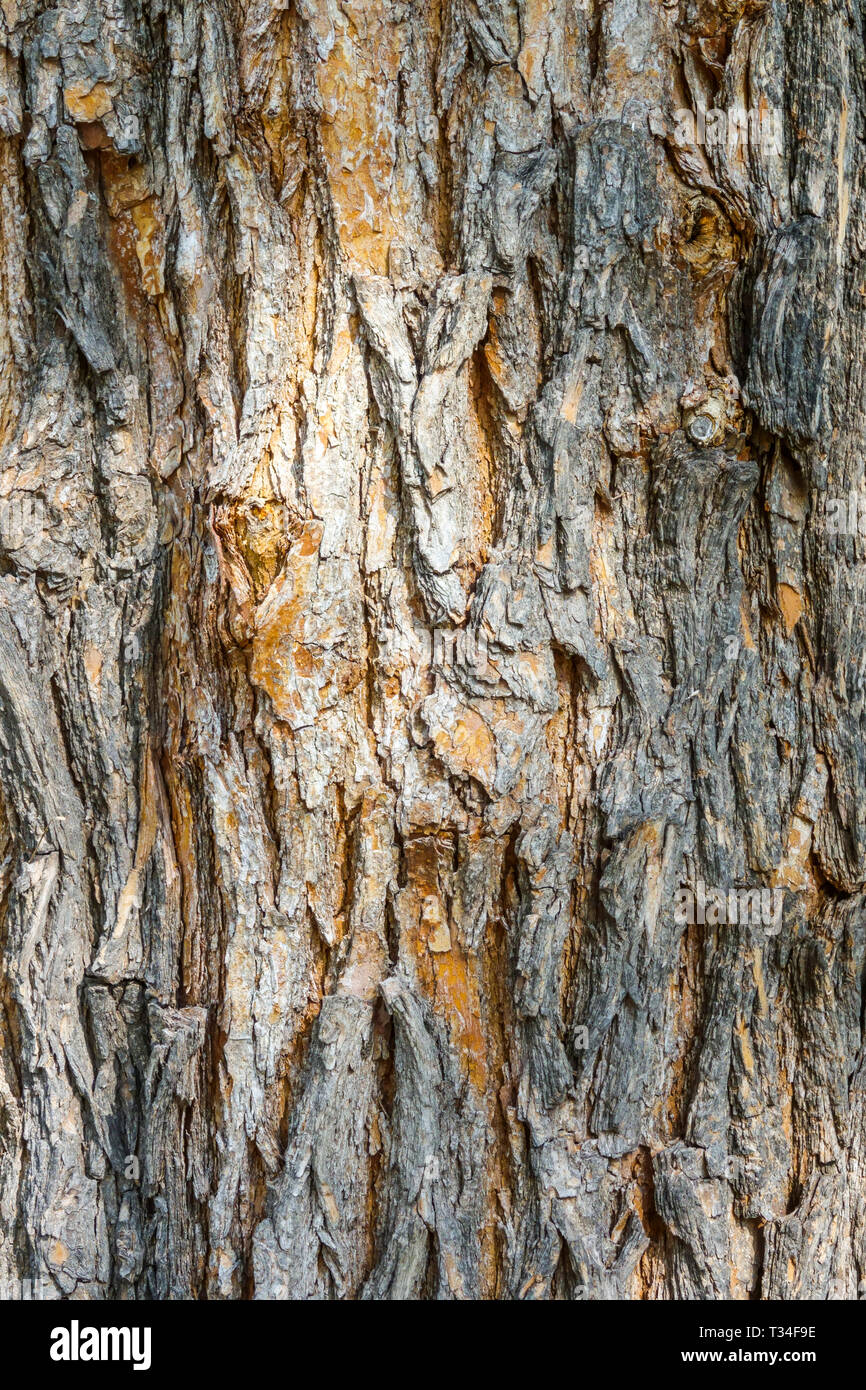 Osage Orange, Maclura pomifera, Baumrinde Textur, Baumstamm Stockfoto