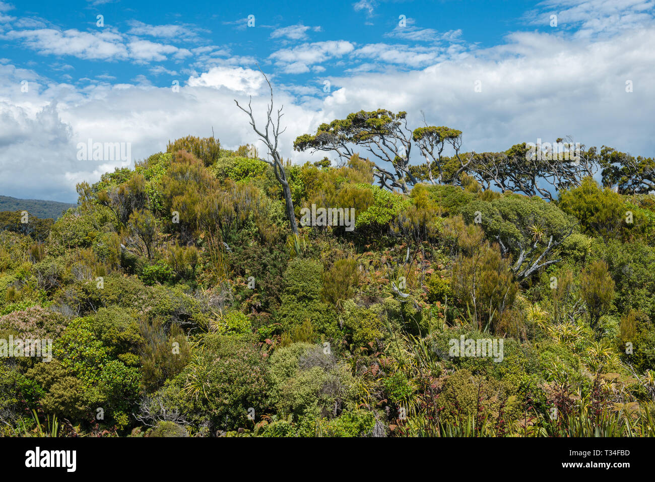 Alte abgestorbene Bäume und undurchdringlichen grünen Dschungel der Ship Creek an der West Coast, Neuseeland Stockfoto