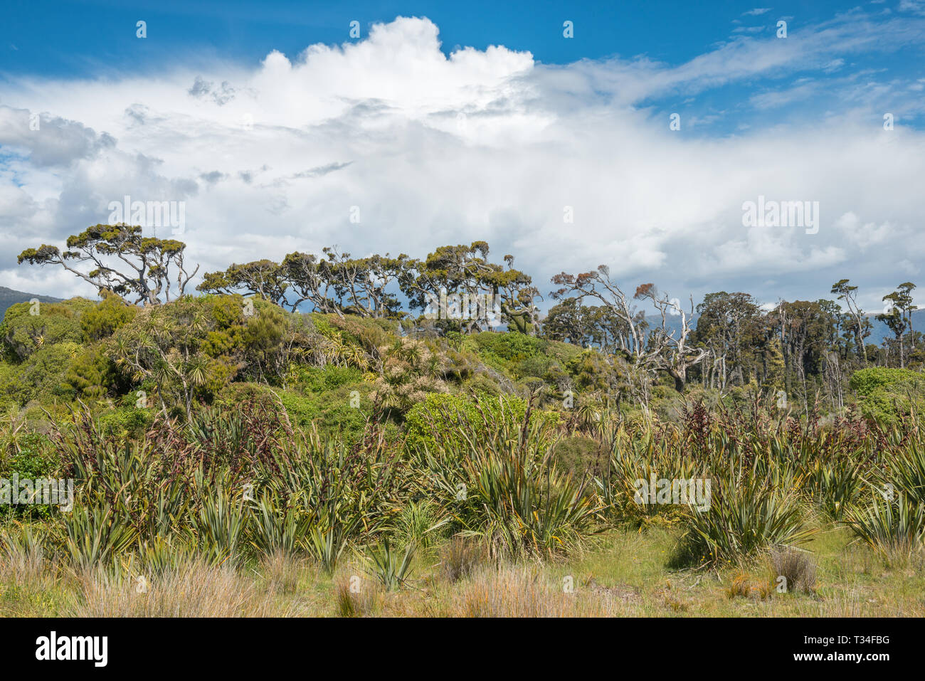 Alten toten Bäumen, grünen Dschungel und gewitterwolke in der Nähe von Ship Creek, Neuseeland Stockfoto