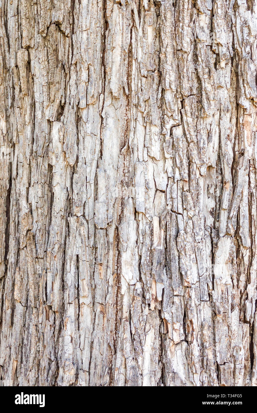 Ulmus glabra, Baumrinde Textur, Baumstamm Stockfoto