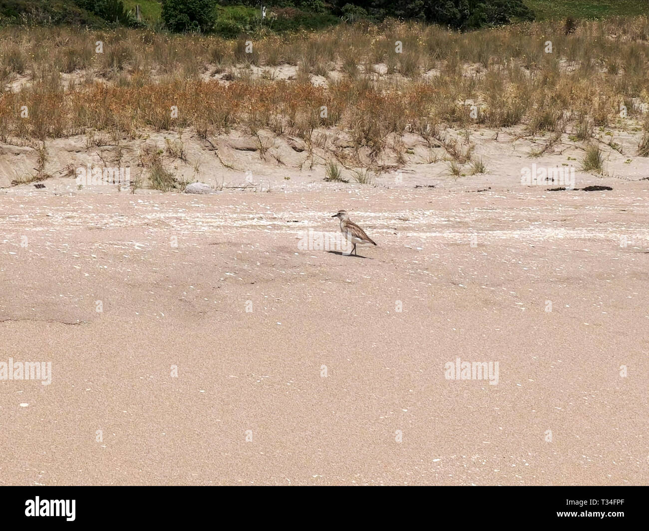 Ein Neuseeland dotterel Fütterung auf der Coromandel Halbinsel Strand Stockfoto