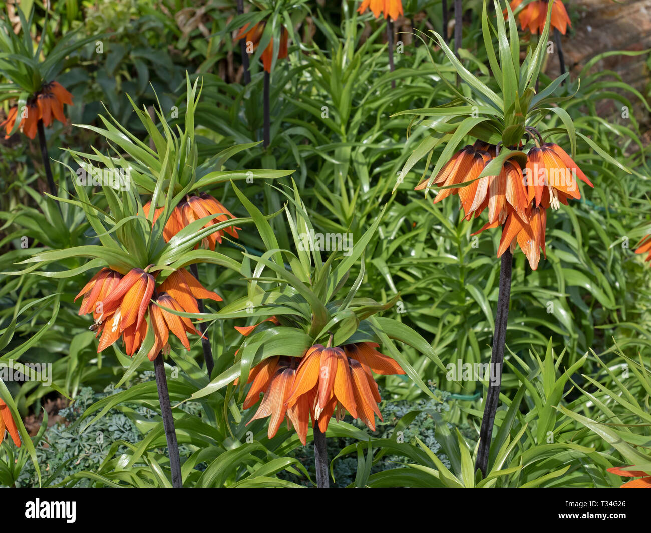 Kaiserkrone Fritillaria imperialis wächst im Frühjahr Grenze Stockfoto