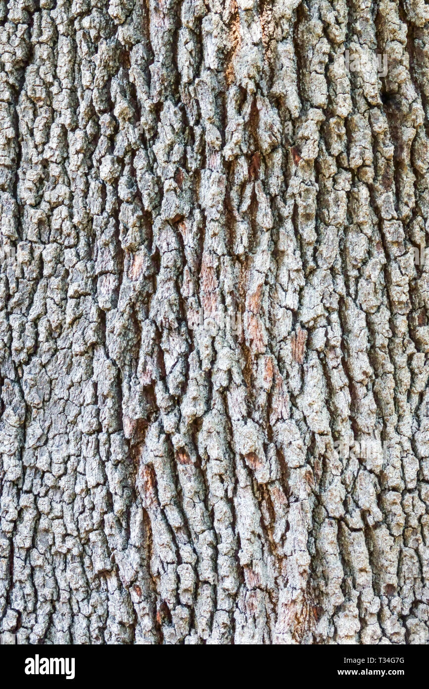 Live Oak, Quercus virginiana, Baumrinde Textur, Baumstamm Stockfoto