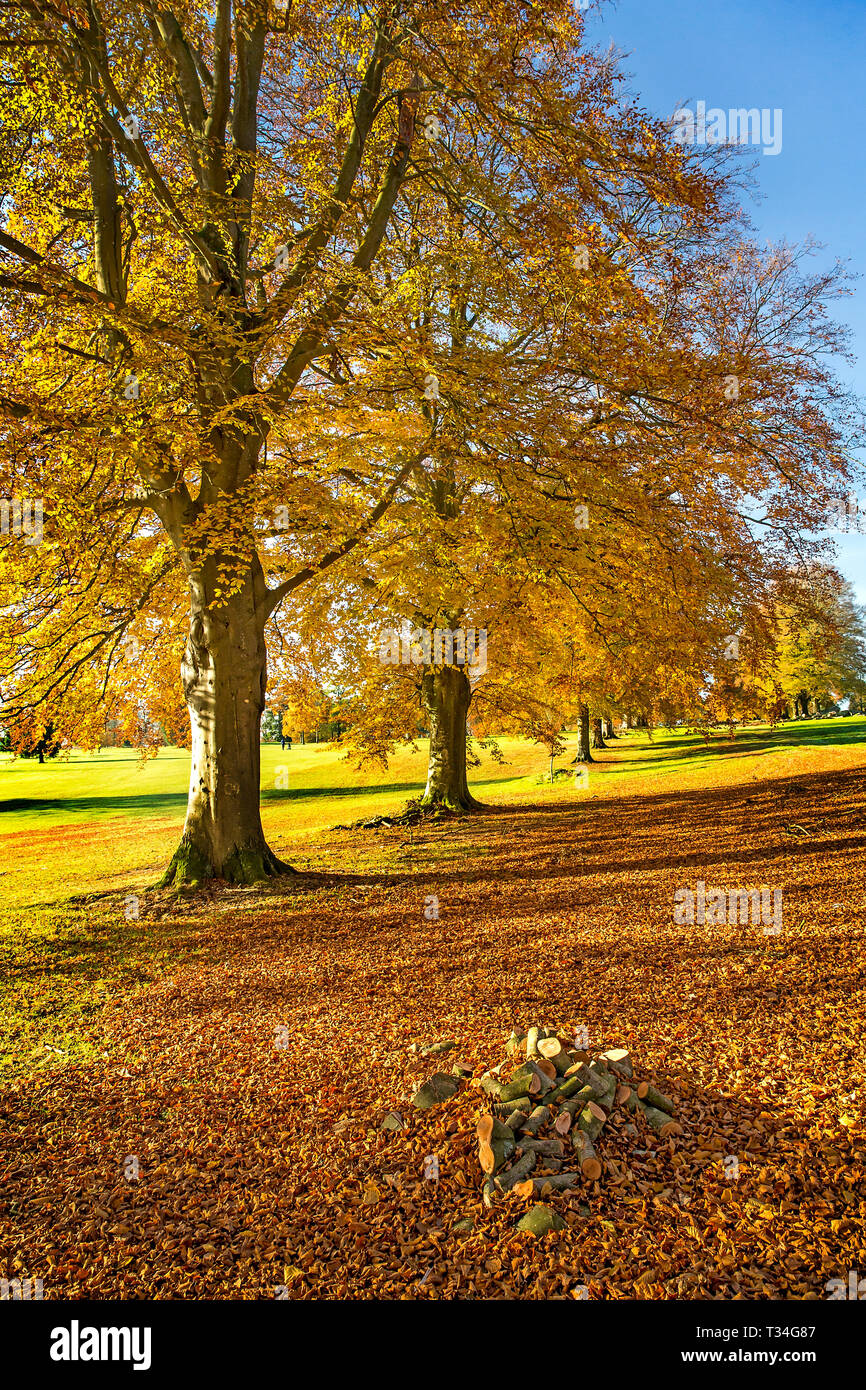 Autiun buche Allee am Rushmore Park Golf Club in Wiltshire UK. Stockfoto