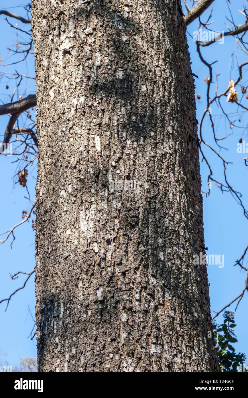 Koelreuteria Bipinnata Stockfotos Und Bilder Kaufen Alamy