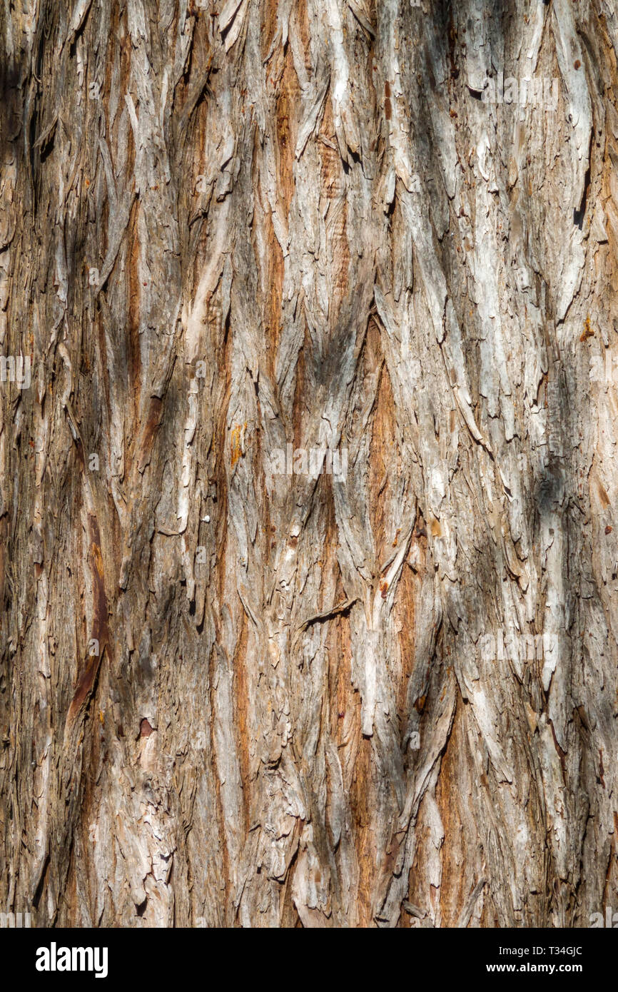 Kahlen Zypresse, distichum Taxodium distichum, Baumrinde Textur, Baumstamm Stockfoto