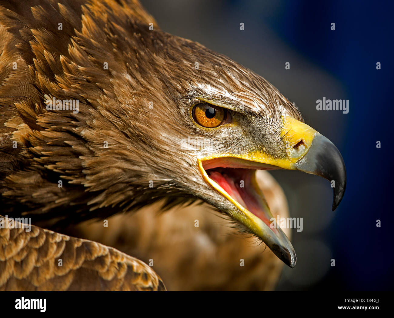 Ein wütender Goldener Adler zeigt seine wilden, durchdringenden Augen und seinen tödlichen scharfen Schnabel Stockfoto
