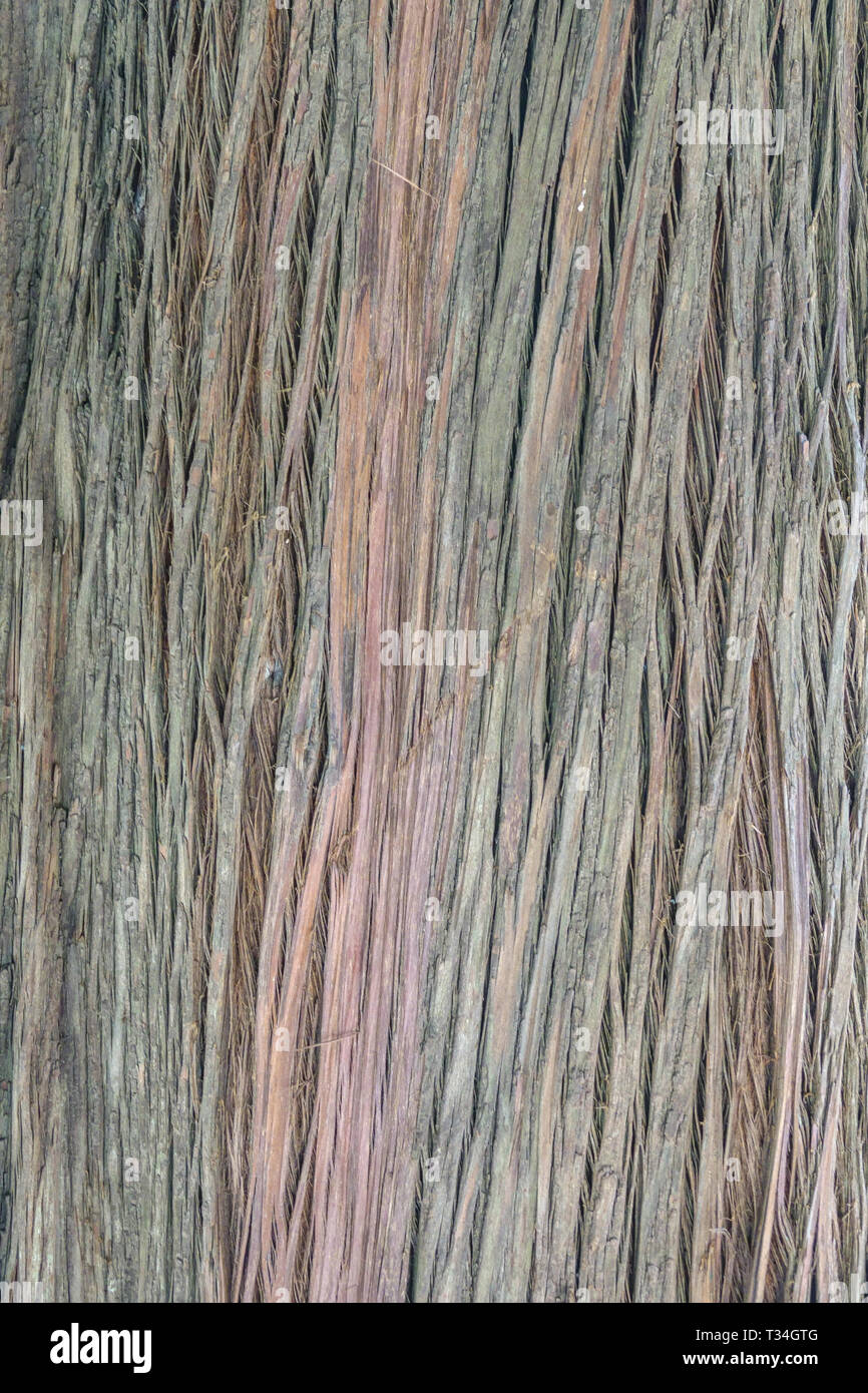 Podocarpus neriifolius, Baumrinde Textur, Baumstamm Stockfoto