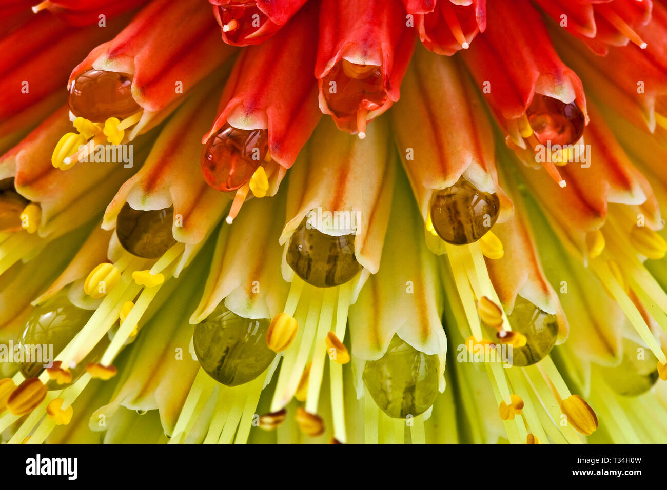 Red Hot Poker close-up mit Blüten mit Morgentau gefüllt. Stockfoto
