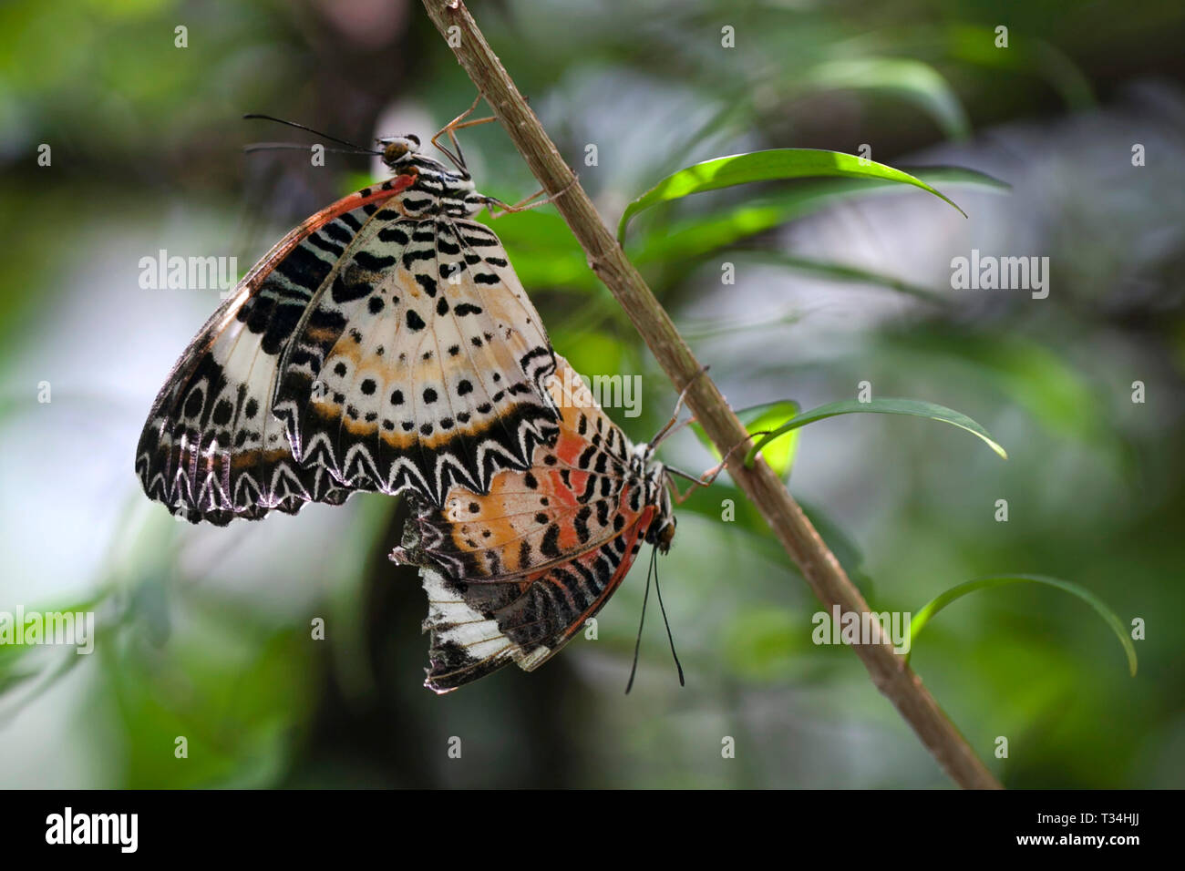 Zwei Schmetterlinge Paarung, Indonesien Stockfoto