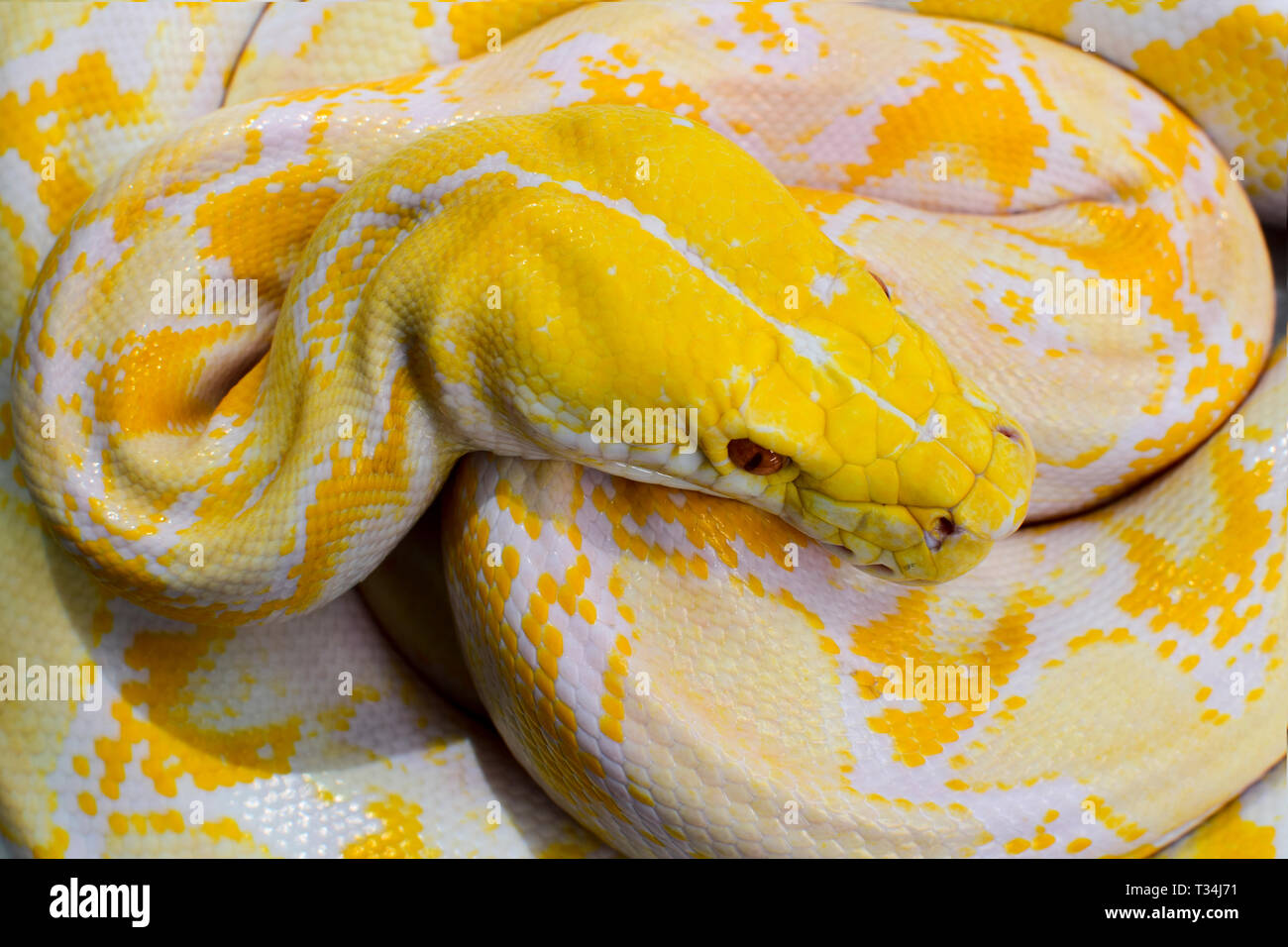 Ansicht einer Tigerpython (Python bivittatus), Indonesien Stockfoto