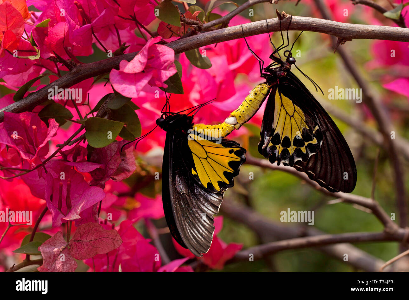 Zwei Schmetterlinge Paarung, Indonesien Stockfoto