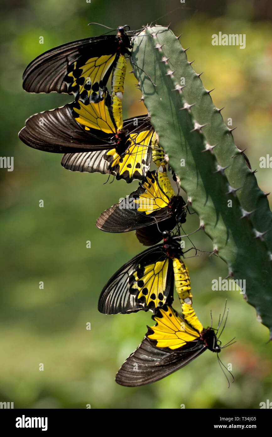 Schmetterlinge paaren auf ein Kaktus, Indonesien Stockfoto
