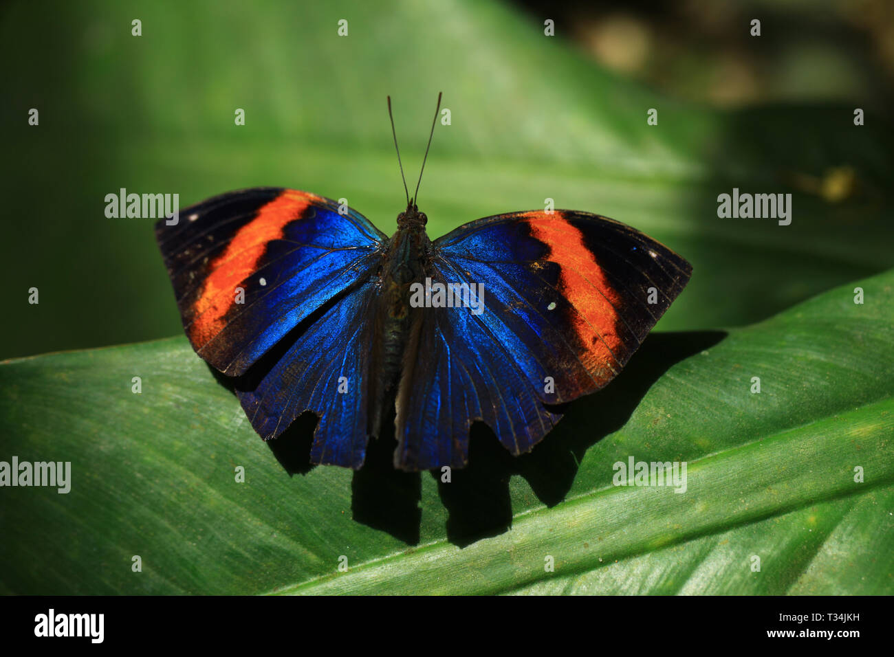 Nahaufnahme eines Schmetterlings, Malaysia Stockfoto