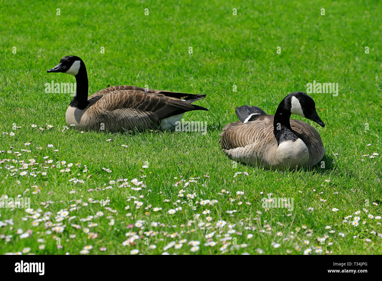 Zwei Enten auf einem Rasen, Kanada Stockfoto