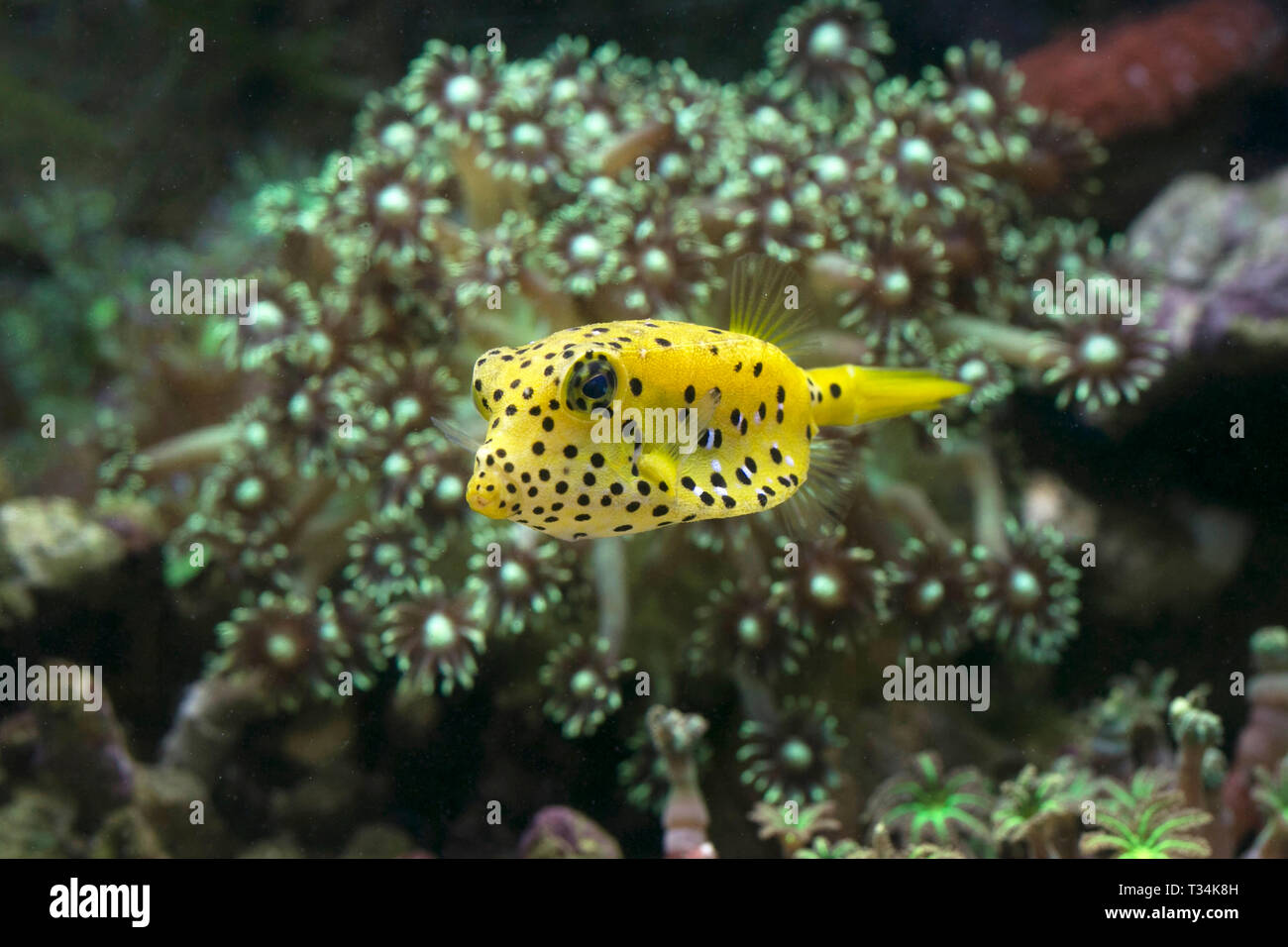 Fische schwimmen unter Wasser, Indonesien Stockfoto