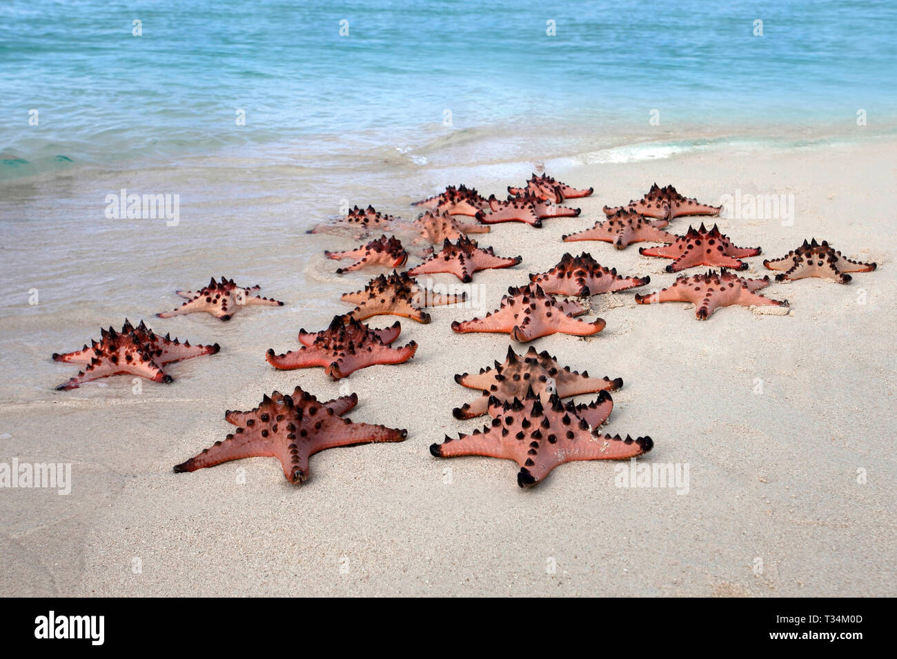 Konstellation von Starfish am Strand, Belitung, Indonesien Stockfoto