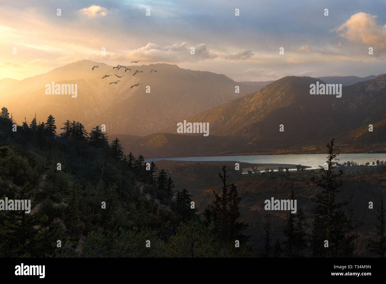 Schwarm Vögel fliegen West bei Sonnenuntergang, Kalifornien, USA Stockfoto