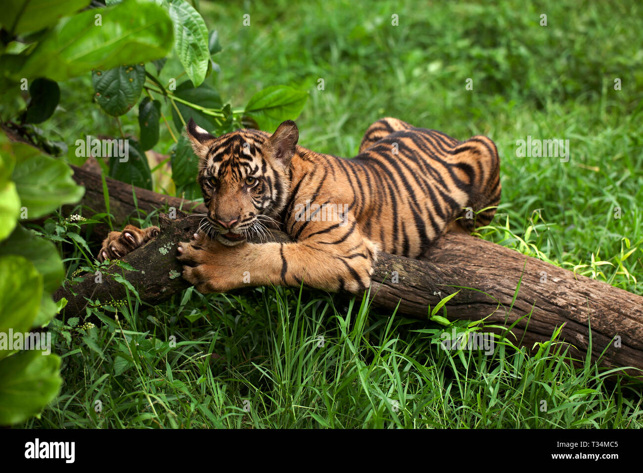 Porträt eines Tigers, Indonesien Stockfoto