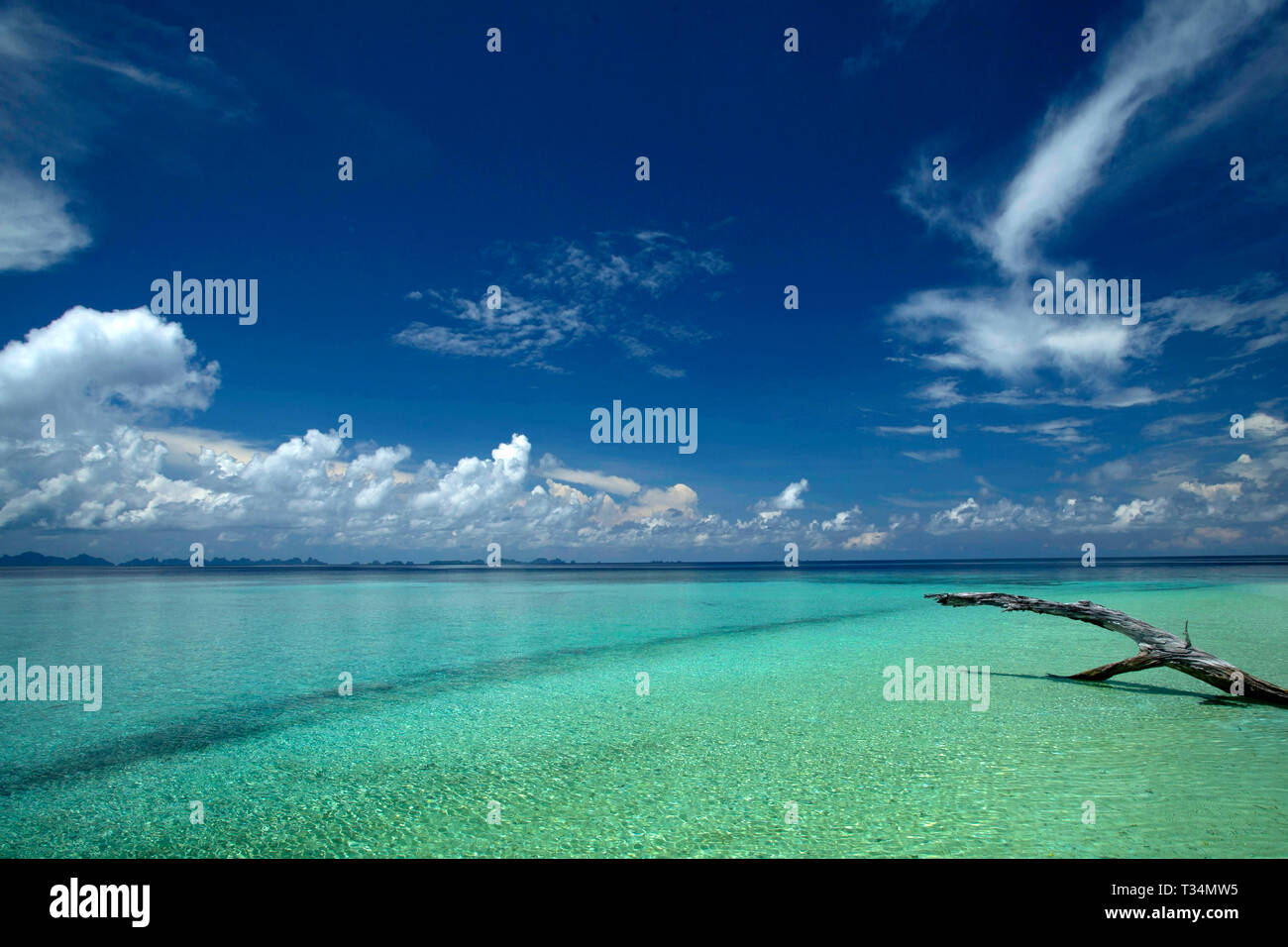 Treibholz im flachen Wasser am Strand, Raja Ampat, Papua West Papua, Indonesien Stockfoto