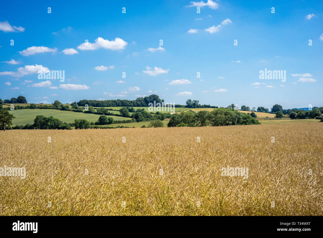 Weizenfeld und Landschaft auf einer klaren sonnigen Sommern Tag mit blauem Himmel und leichten Wolken, Cotswolds, England, Großbritannien Stockfoto