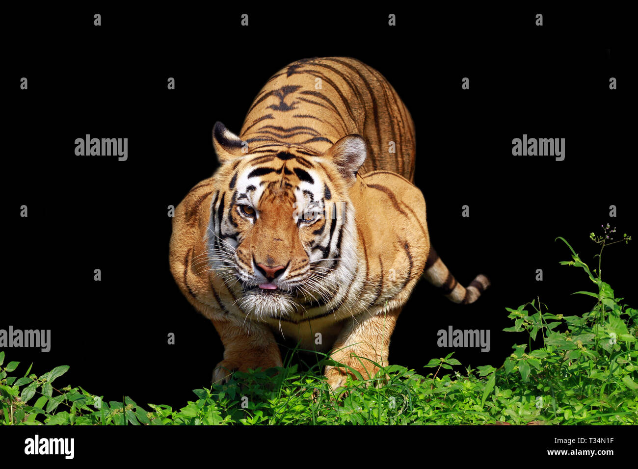 Ein Sumatra-tiger bereit zu stürzen, Indonesien Stockfoto