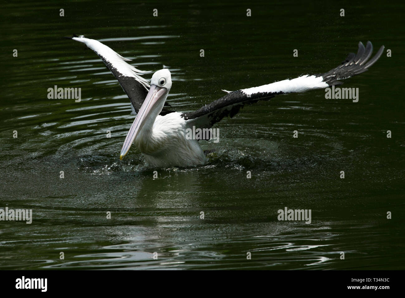 Porträt einer pelican Schwimmen in einem See, Indonesien Stockfoto