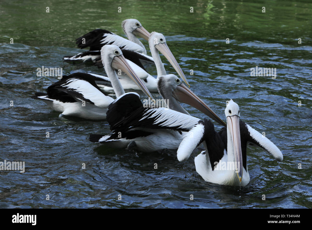 Fünf Pelikane schwimmen in einem See, Indonesien Stockfoto