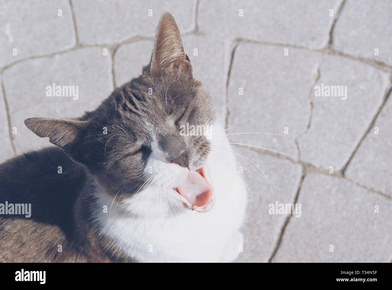 Ansicht einer Katze gähnen, Malaga, Spanien Stockfoto