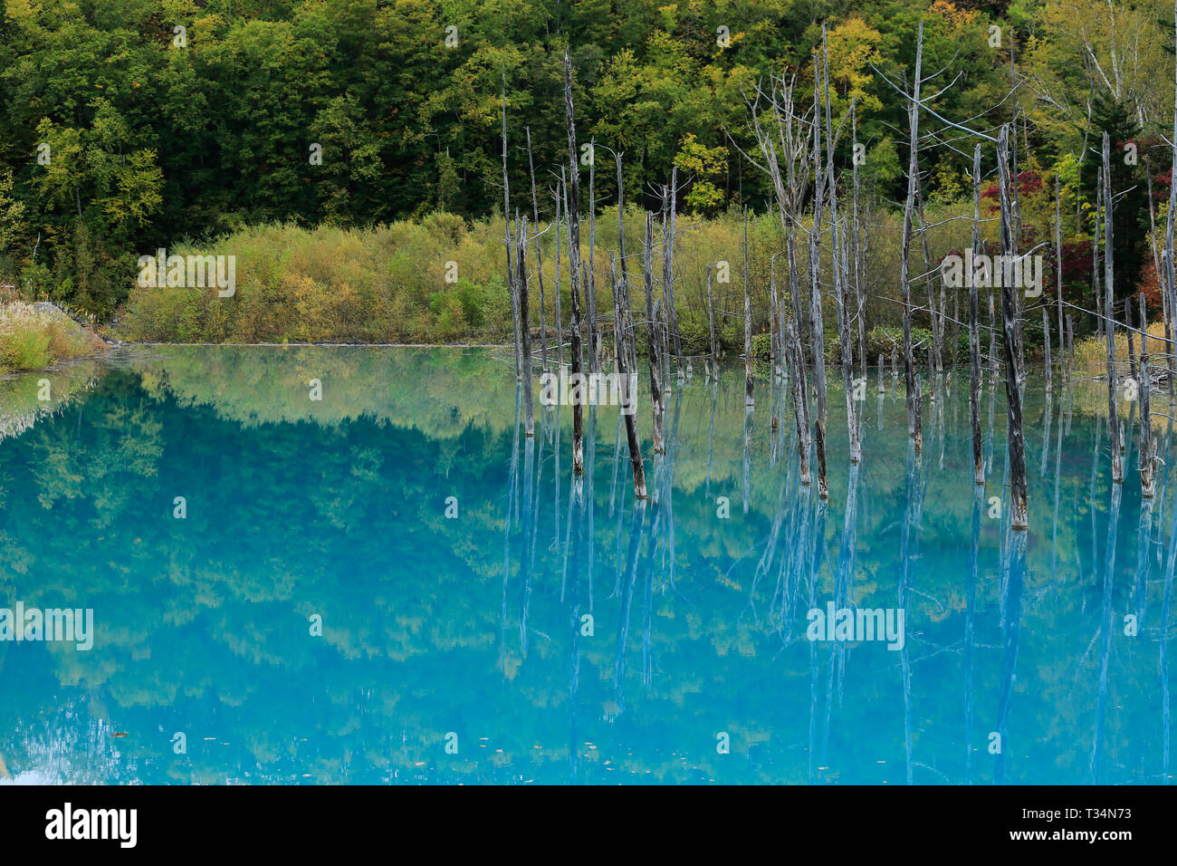 Shirogane blauen Teich, Hokkaido, Japan Stockfoto