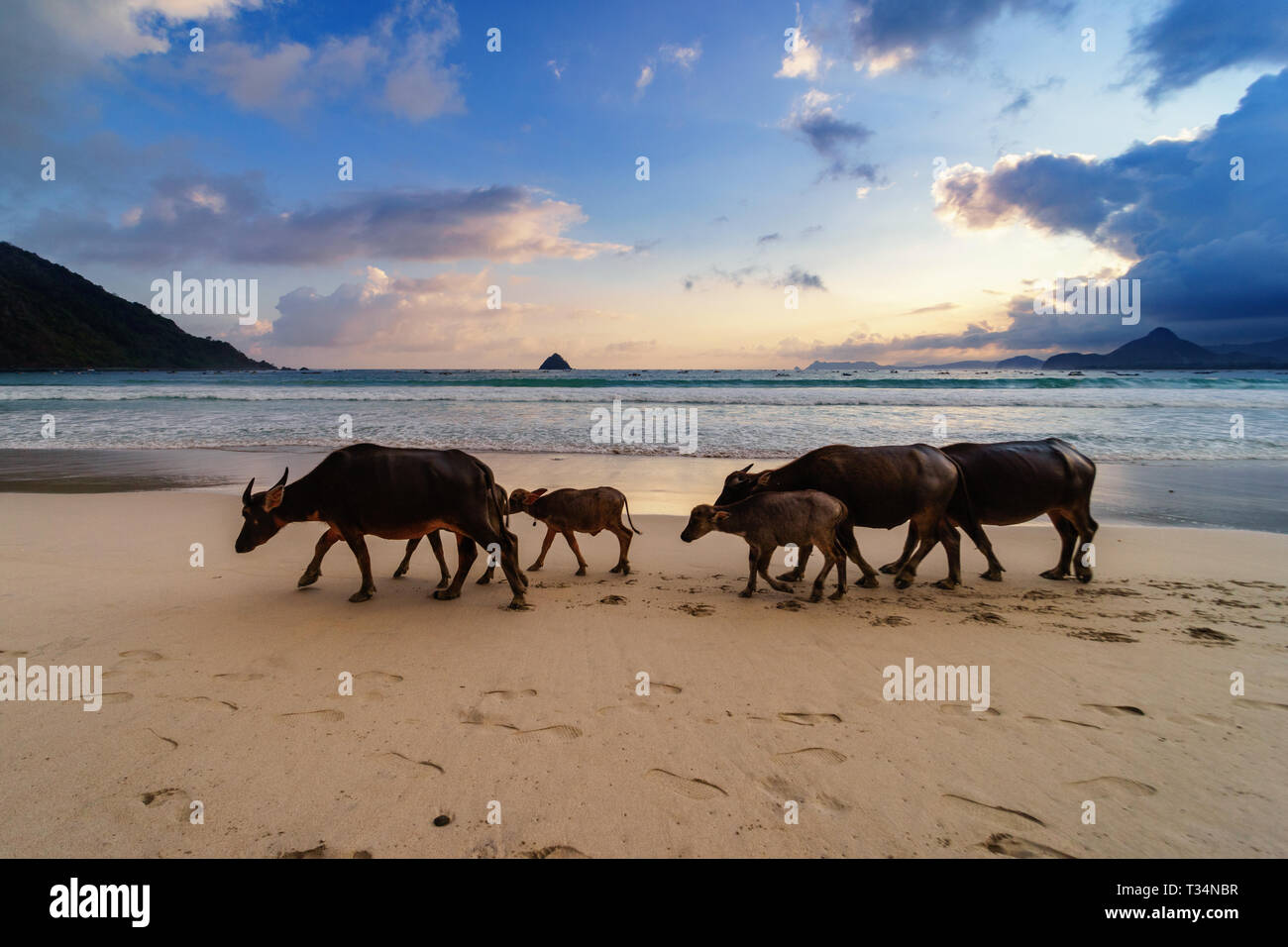 Herde Büffel entlang Selong Belanak Strand, Lombok, West Nusa Tenggara, Indonesien Stockfoto