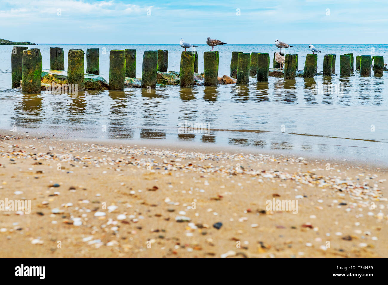 Alte Buhnen am Strand der Ostsee in der Nähe von Kolberg, Westpommern, Polen, Europa Stockfoto
