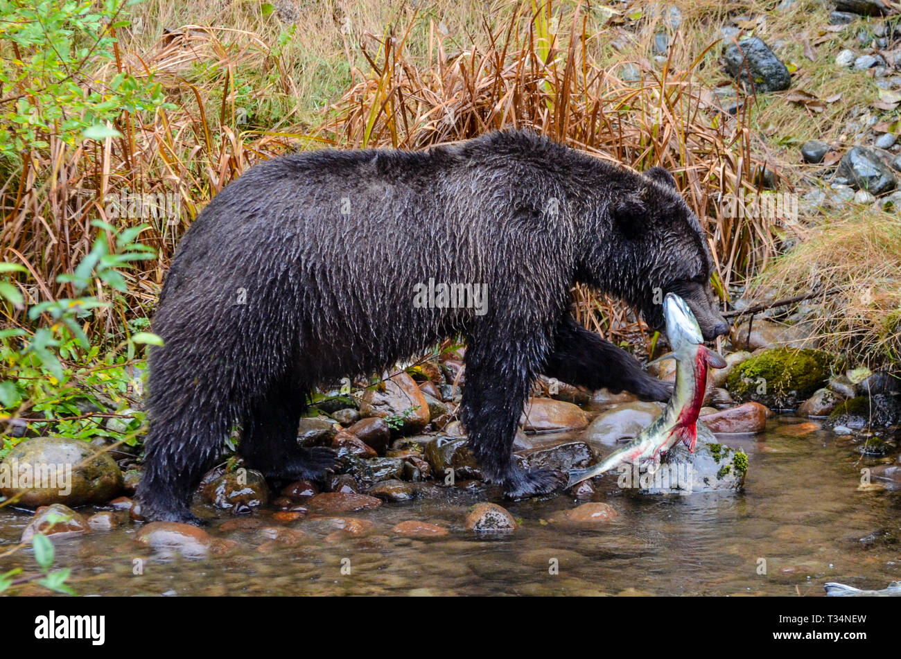 Grizzly Bär in einem Fluss mit einem Lachs, British Columbia, Kanada Stockfoto