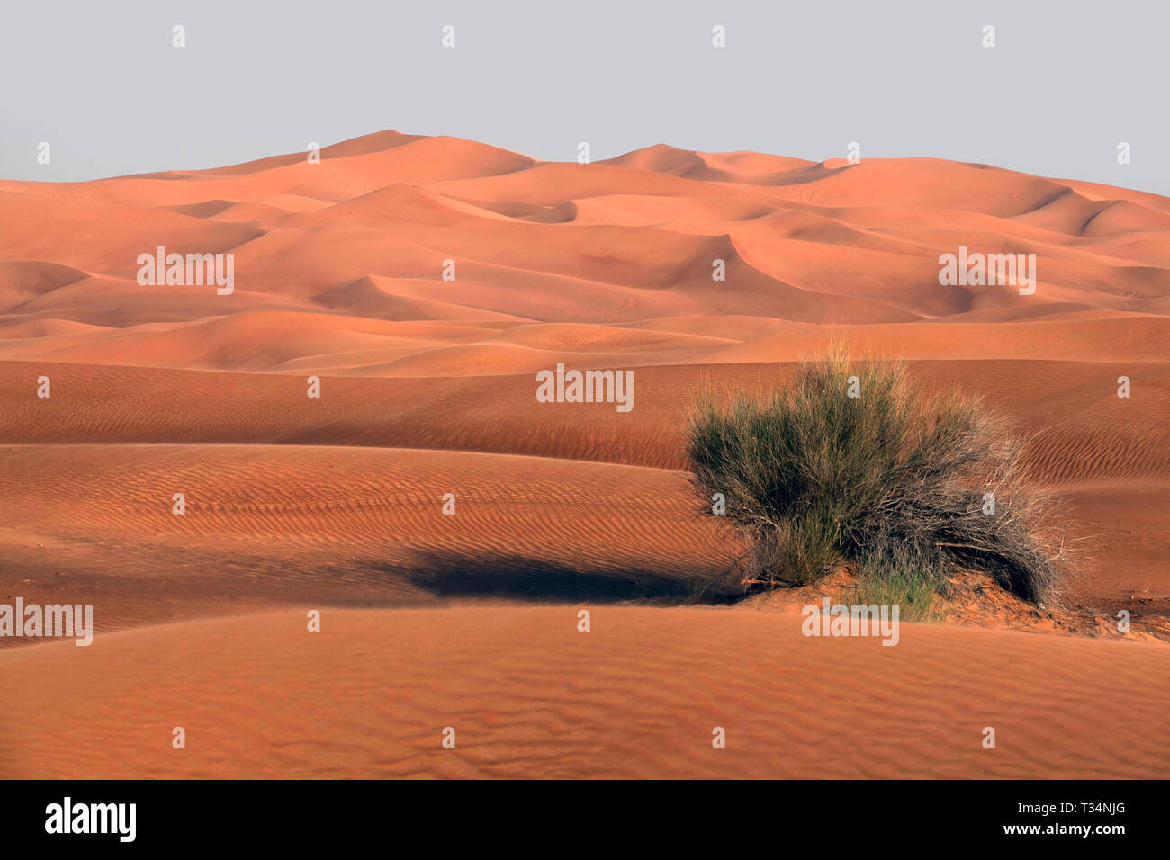 Bush in der Landschaft der Wüste, Dubai, Vereinigte Arabische Emirate Stockfoto