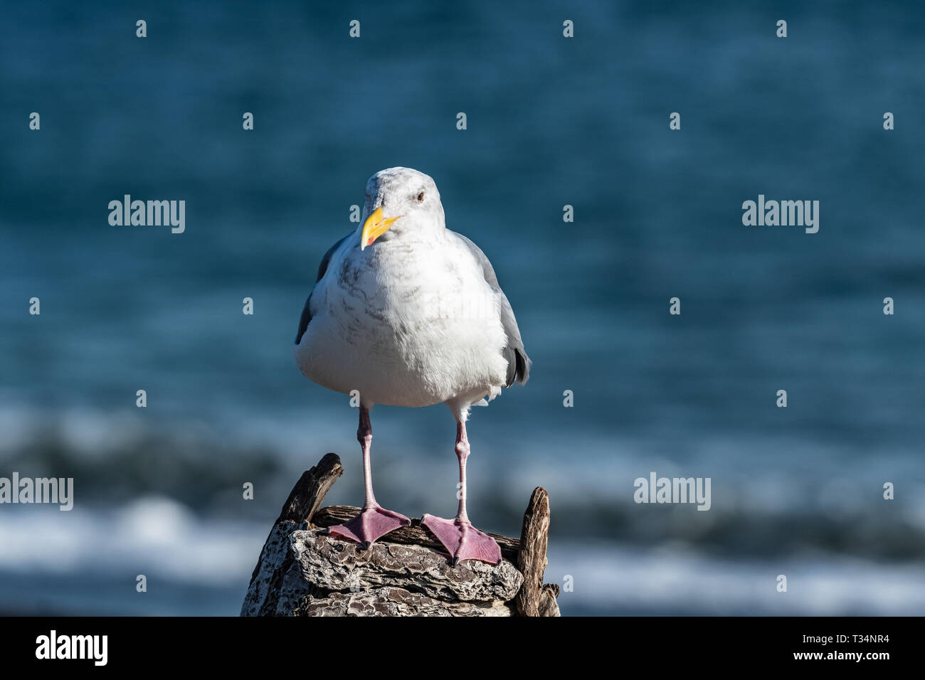 California gull thront auf einem Felsen, British Columbia, Kanada Stockfoto
