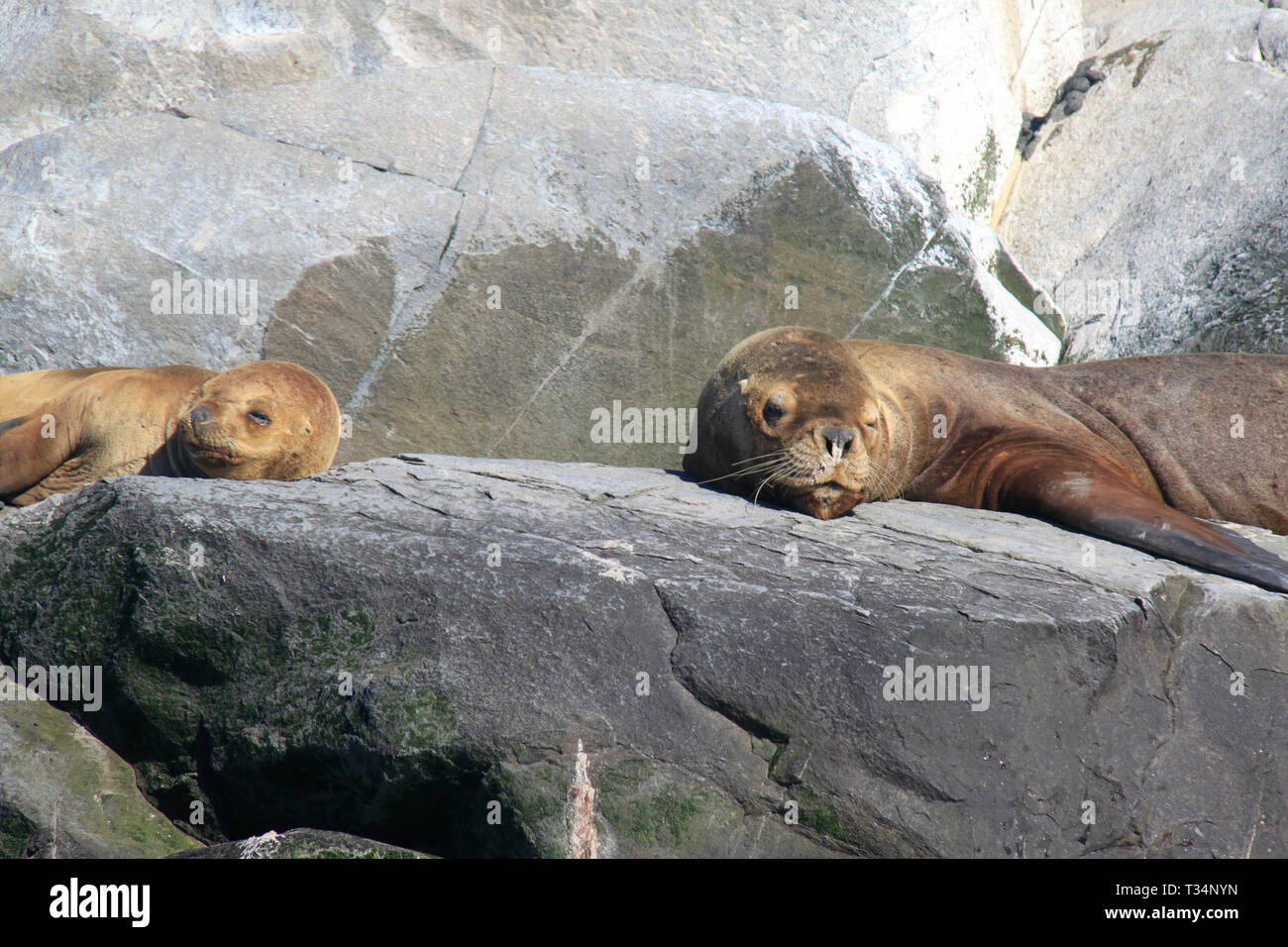 Zwei südlichen Seelöwen (Otaria flavescens) liegen auf Felsen, Feuerland, Argentinien Stockfoto