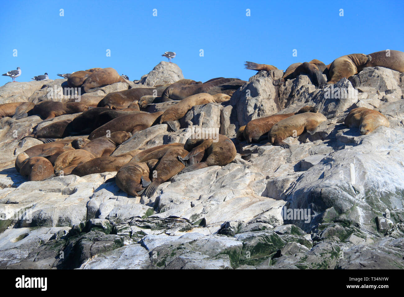 Eine Kolonie von Southern Sea Lions (Otaria flavescens), Tierra del Fuego Inseln, Argentinien Stockfoto