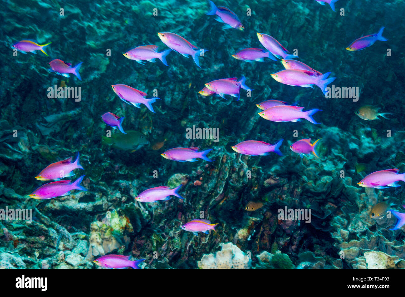 Pseudanthias pascalus Fotos und Bildmaterial in hoher Auflösung Alamy