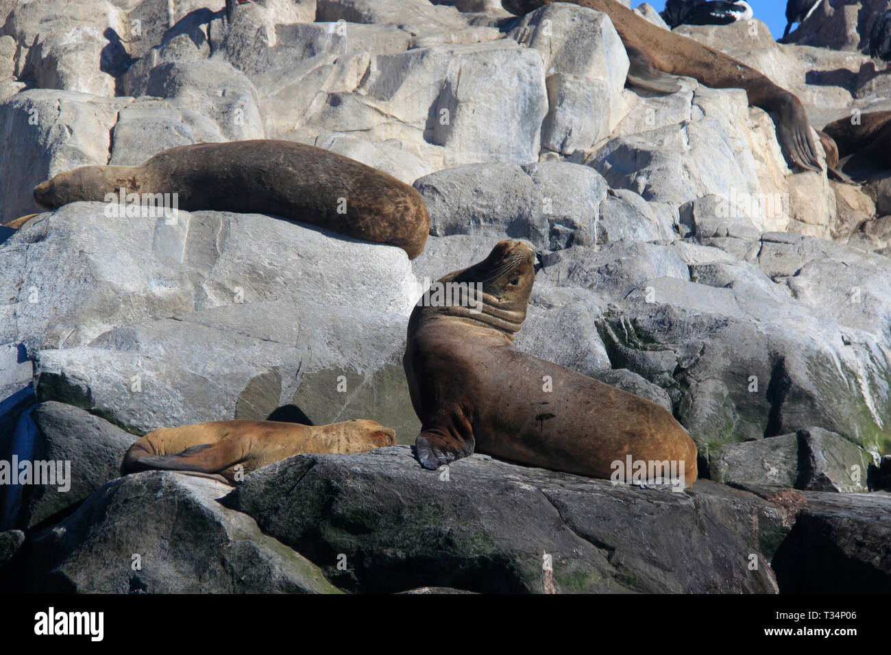 Vier südlichen Seelöwen (Otaria flavescens) liegen auf Felsen, Tierra del Fuego Inseln, Argentinien Stockfoto