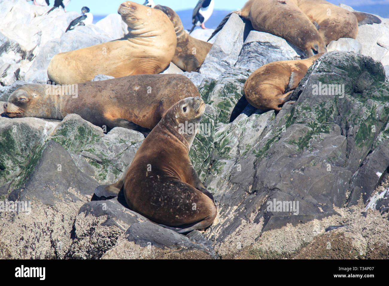 Gruppe von Southern Sea Lions (Otaria flavescens) liegen auf Felsen, Tierra del Fuego Inseln, Argentinien Stockfoto