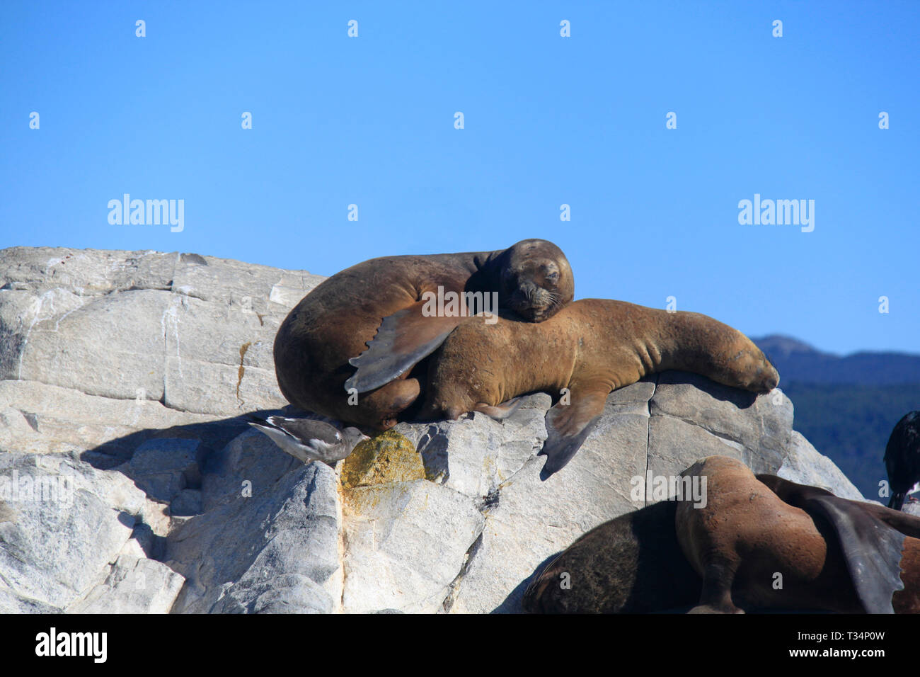 Zwei südlichen Seelöwen (Otaria flavescens) liegen auf Felsen, Feuerland, Argentinien Stockfoto
