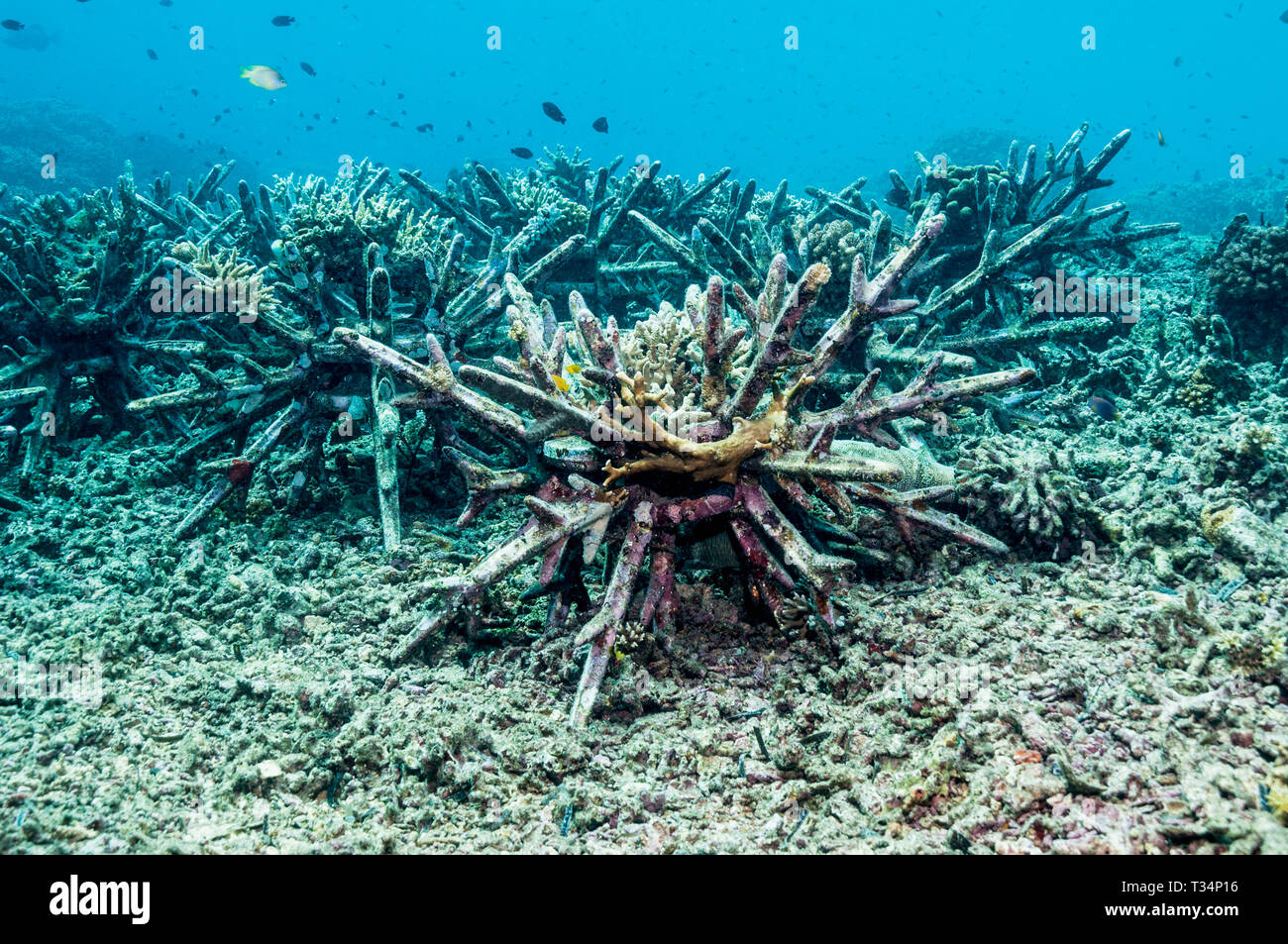Künstliches Riff. Diese spikey 'eco Riffe" sind so ausgelegt, dass die korallen Schutt auf beschädigte Riffe zu stabilisieren, die steinkorallen die Chance zu wachsen. Bunaken Stockfoto