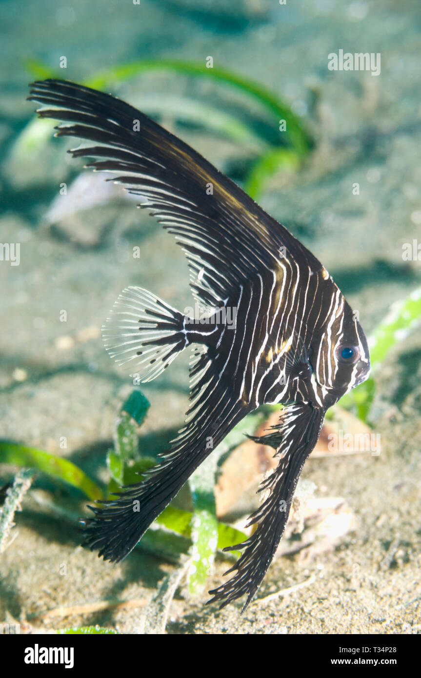 Buckelwale barfish, Zebra batfish [Platax batavianus] Jugendlicher. Nord Sulawesi, Indonesien. Stockfoto